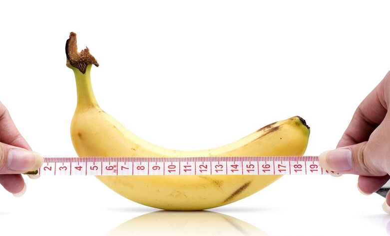 The influence of abstinence on the length of the penis